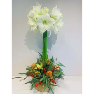 Christmas Amaryllis Arrangement